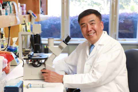 teeth root regrowth yang chai
