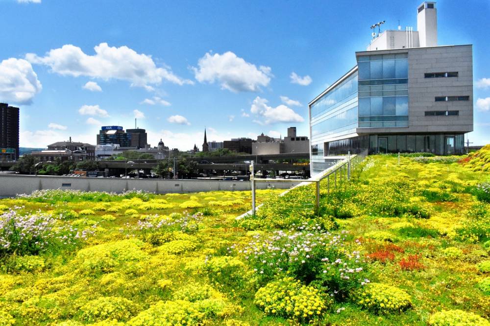 greenery on roof of CoE