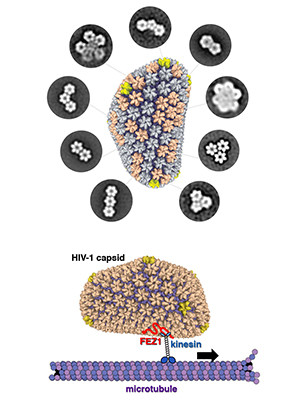 The protective envelope of HIV virus