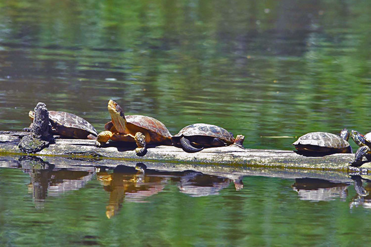 A group of turtles sits on a log in a sunny lake.