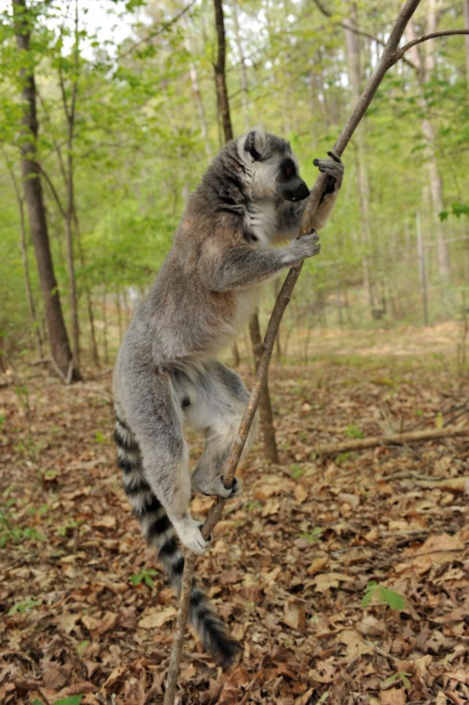 Lemurs can tell whether a mate’s immune genes are a good genetic match by the scents they leave behind.