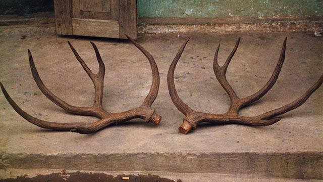 Schomburgk's deer