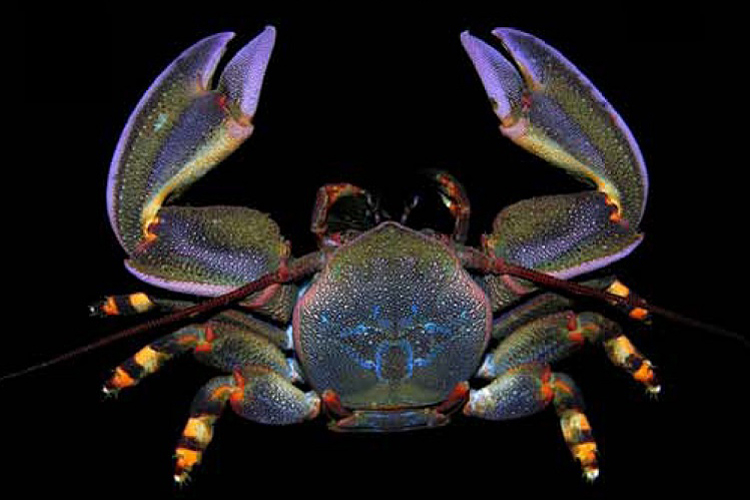 porcelain crab