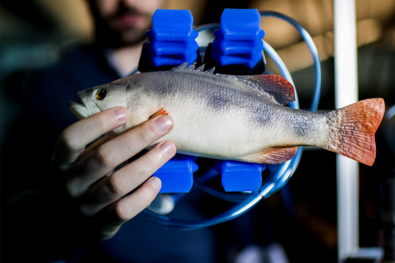 A soft gripper attachment holds a fake fish in Taşkın Padır's lab in the Interdisciplinary Science and Engineering Complex. Photo by Matthew Modoono/Northeastern University