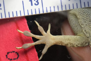 lizard forelimb