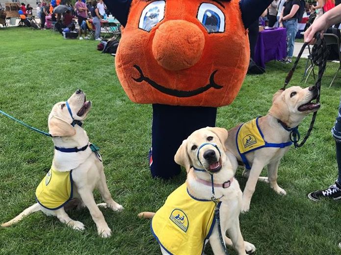 Otto the Orange with three puppies in vests