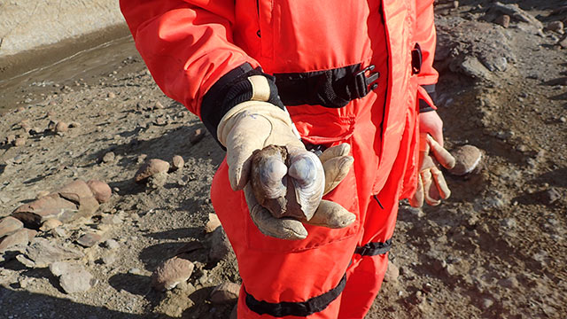 Ben Linzmeier holds a fossilized shell from when dinosaurs became extinct.