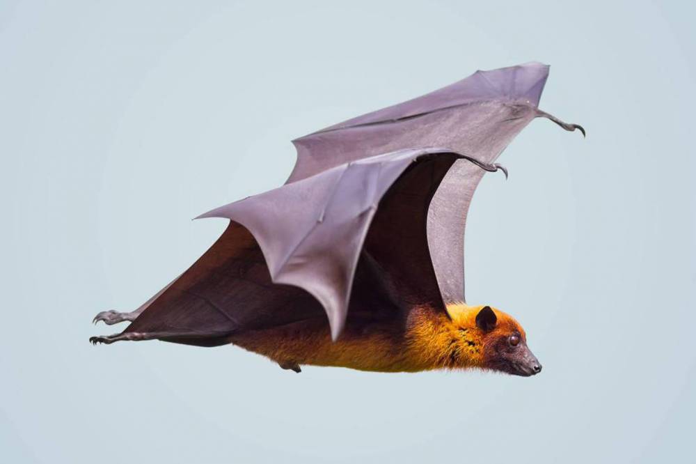 Fruit bat