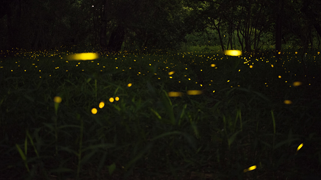 motter fireflies asymmetry