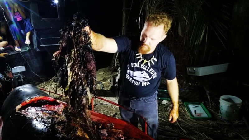 Researchers in the Philippines pulled 88 pounds of plastic out of the stomach of a dead Cuvier’s beaked whale.Photo courtesy of D’ Bone Collector Museum