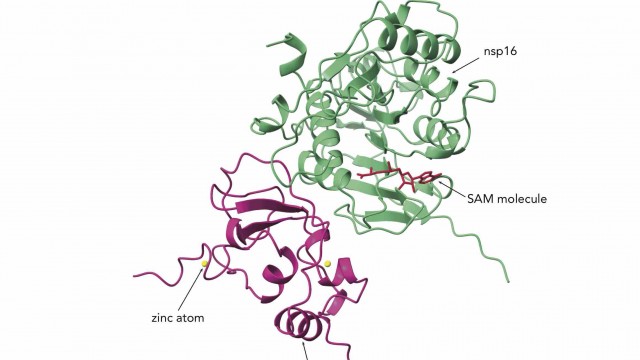 Image of new drug target for COVID-19, a complex protein called nsp10/16. Image of a new drug target for COVID-19, a complex protein called nsp10/16.