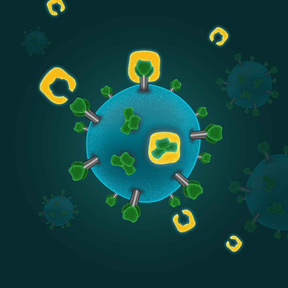 An artist&#x27;s rendition of antibodies (in yellow) attaching themselves to the proteins (in green) on the surface of a virus.