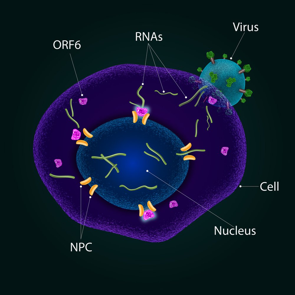 An artist&#x27;s rendition of a coronavirus infecting a cell and blocking its nuclear pore complex (in yellow) with its ORF6 proteins (in pink).