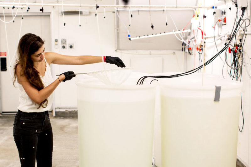 Andrea Unzueta-Martinez studied Sydney rock oyster larvae at the Port Stephens Fisheries Institute, located 100 miles northeast of Sydney, Australia. Photo by Rachel Kara for Northeastern University